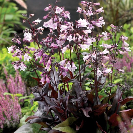 Penstemon naparstnicowaty Husker Red