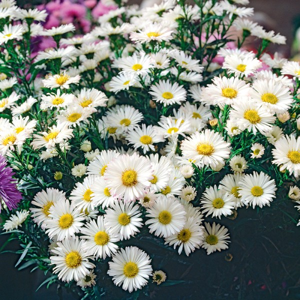 Aster krzaczasty biały Aster krzaczasty biały