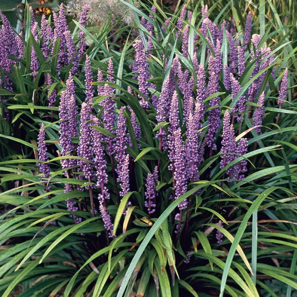Liriope szafirkowata Liriope szafirkowata