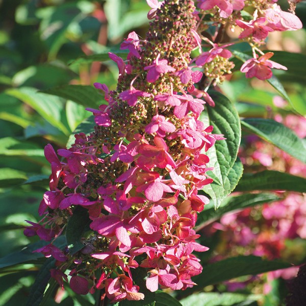 Hortensja bukietowa Magical Fire® Hortensja bukietowa Magical Fire®