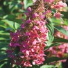 Hortensja bukietowa Magical Fire®