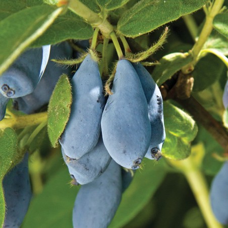 Jagoda kamczacka Blue Banana®