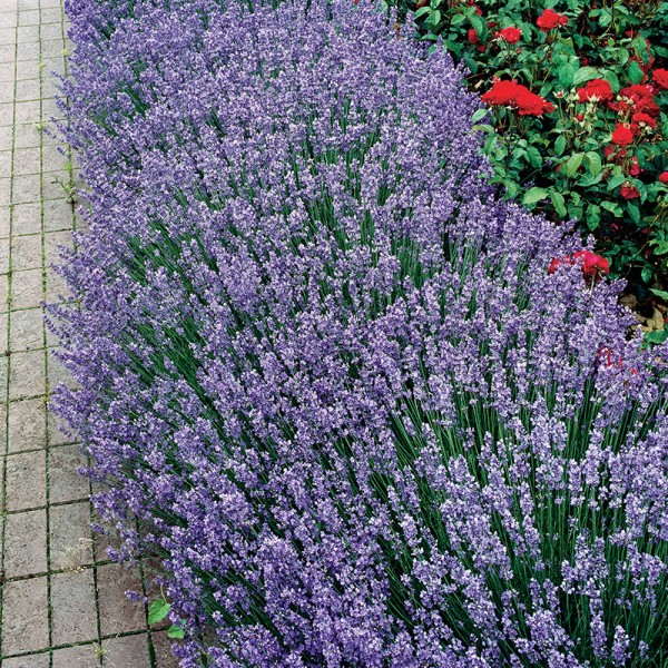 Lawenda wąskolistna Ellagance Purple Lawenda wąskolistna Ellagance Purple