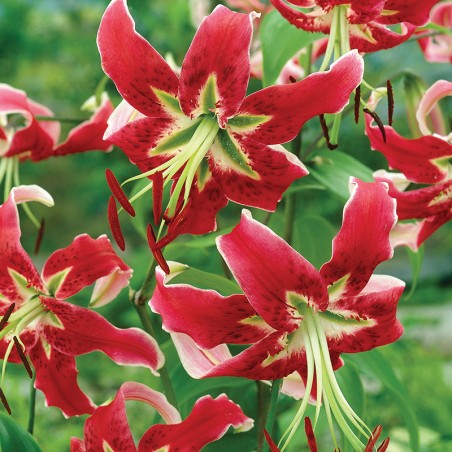 Lilia turbanowa Black Beauty
