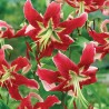 Lilia turbanowa Black Beauty