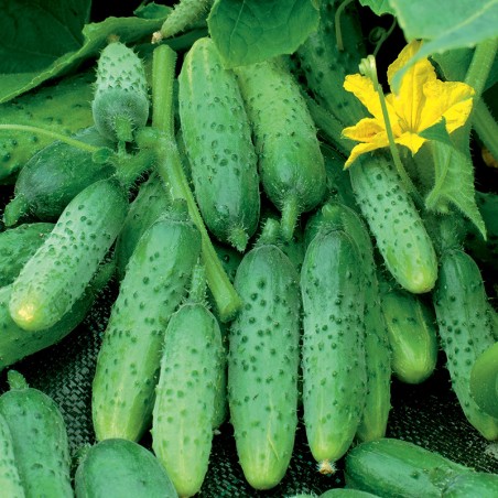 Ogórek Bara F1 nasiona 1g