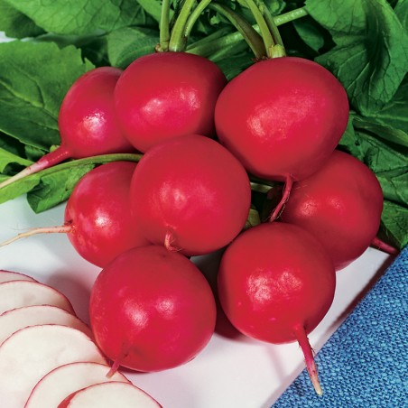 Rzodkiewka Saxa Polana nasiona 5g