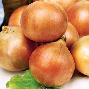 Cebula Klaria nasiona 1g