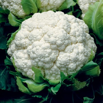 Kalafior Bola de Neve nasiona 1g