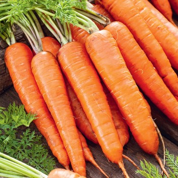 Marchew Regulska nasiona 2g