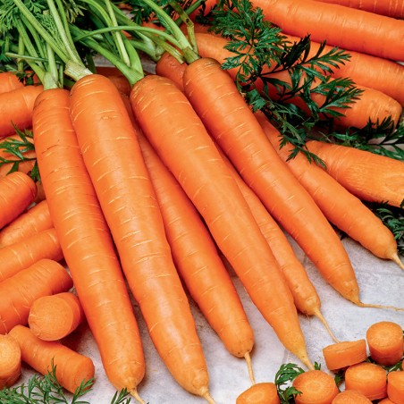 Marchew Blanka nasiona 2g