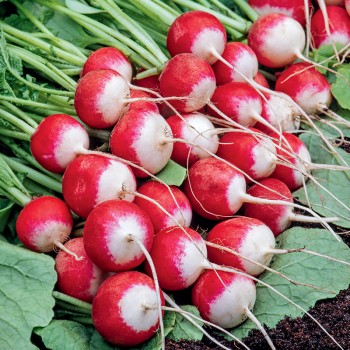 Rzodkiewka Rondo nasiona 5g