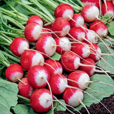 Rzodkiewka Rondo nasiona 5g