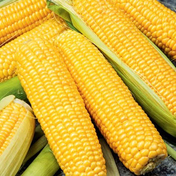 Kukurydza Golden Bantam nasiona 5g