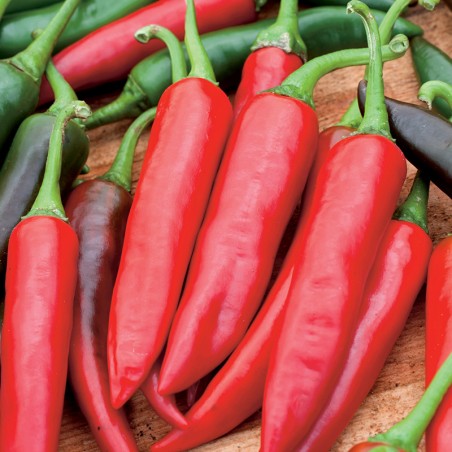 Papryka Monsun nasiona 0,1 g