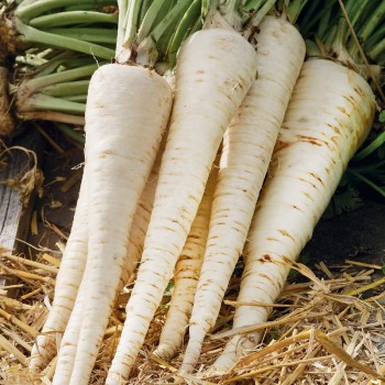 Pietruszka Jagienka nasiona 1g