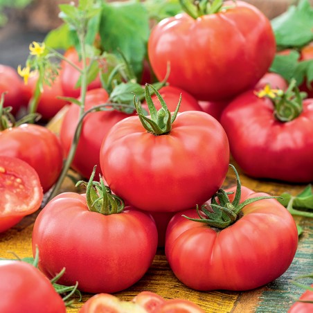 Pomidor Jutrosz F1 nasiona 0,1 g