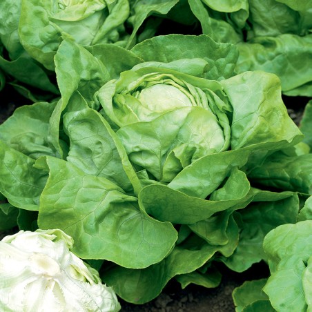 Sałata masłowa S. Anna nasiona 1g