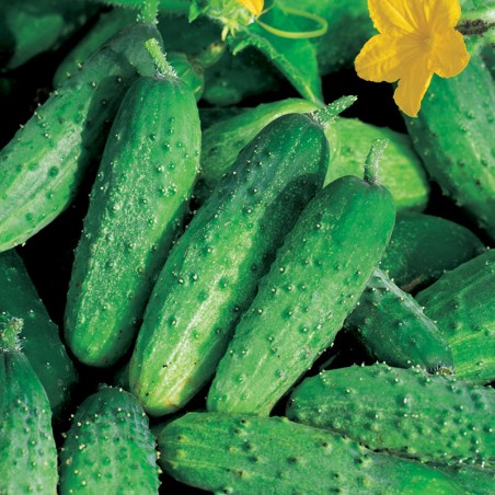 Ogórek Liberty F1 nasiona 1g