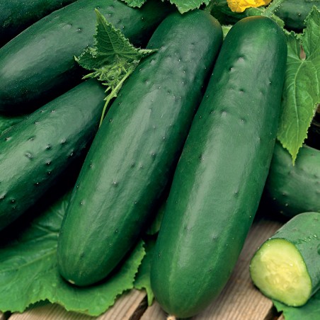 Ogórek sałatkowy gruntowy Delicius F1 nasiona 2 g