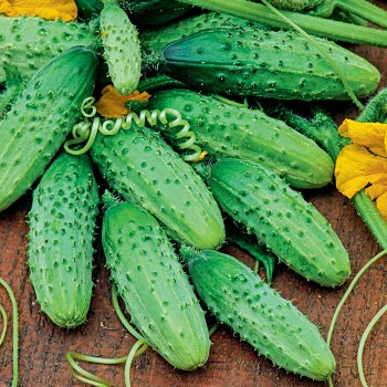 Ogórek Grot F1 nasiona 1g