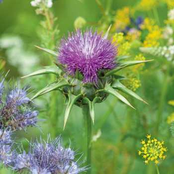 Ostropest plamisty nasiona 1g