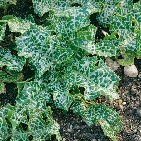 Ostropest plamisty nasiona 1g