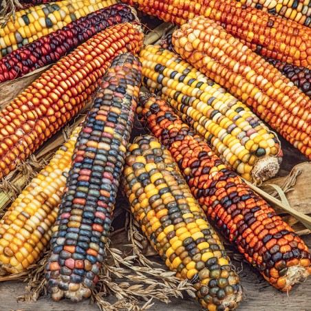 Kukurydza ozdobna mieszanka nasiona 5g