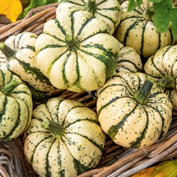 Dynia ozdobna Sweet Dumpling nasiona 1g