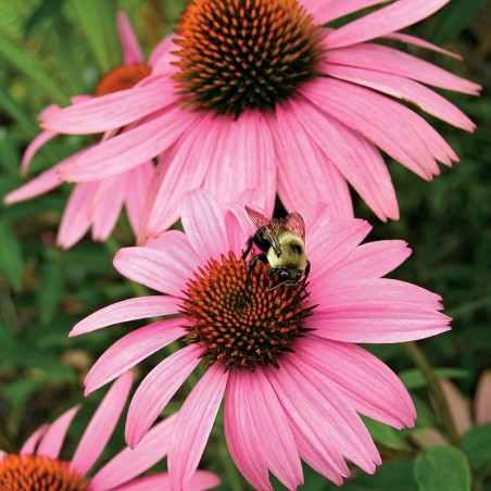 Jeżówka,  Echinacea różowa nasiona 0,5g