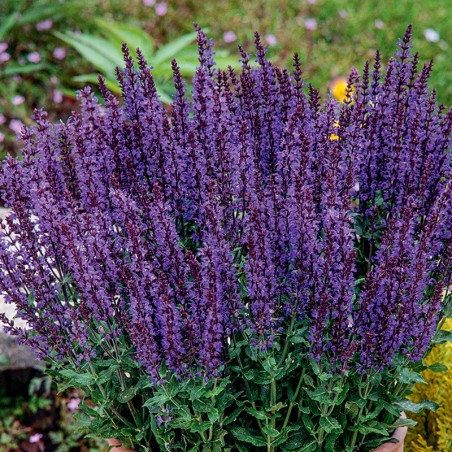 Szałwia omszona Violet Queen nasiona 0,1g