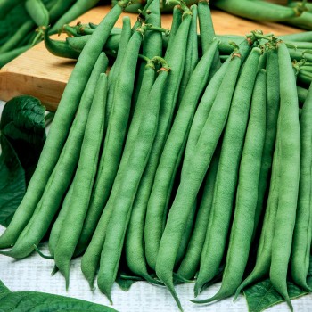 Fasola Jutta nasiona 20g