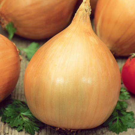 Cebula Cyklop nasiona 1g