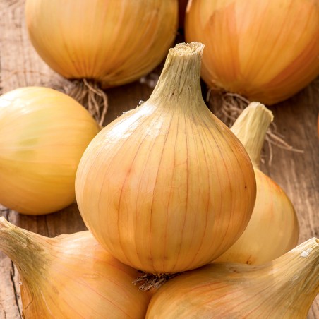 Cebula Polanowska nasiona 1g