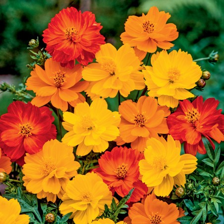 Onętek siarkowy Sunny mieszanka nasiona 0,5g