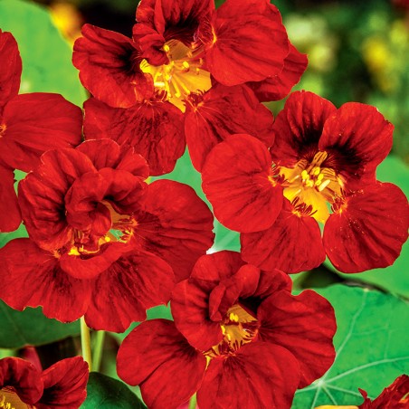 Nasturcja  karłowa Mahogany  Jewel nasiona 2g