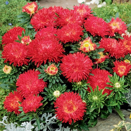 Aster karłowy Milady Red nasiona 0,5g