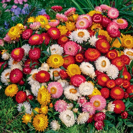 Kocanka karłowa Tom Thumb mieszanka nasiona 0,5g