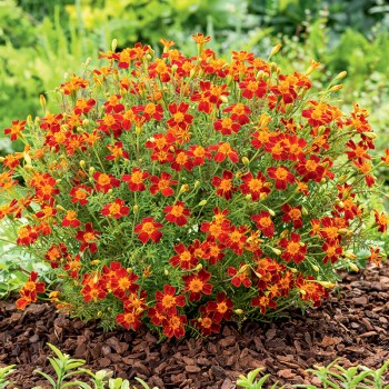 Aksamitka wąskolistna Red Gem nasiona 0,3g