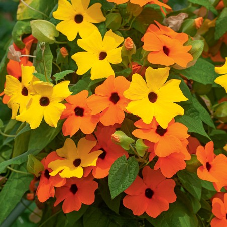 Tunbergia mieszanka nasiona 0,5g