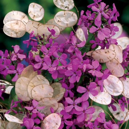 Miesiącznica, Judaszowe srebrniki nasiona 0,5g