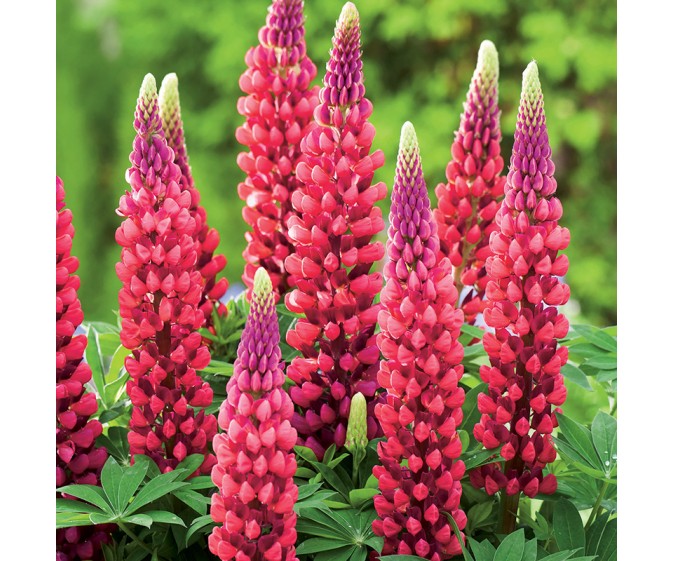 Łubin trwały The Pages nasiona 2g - zdjęcie