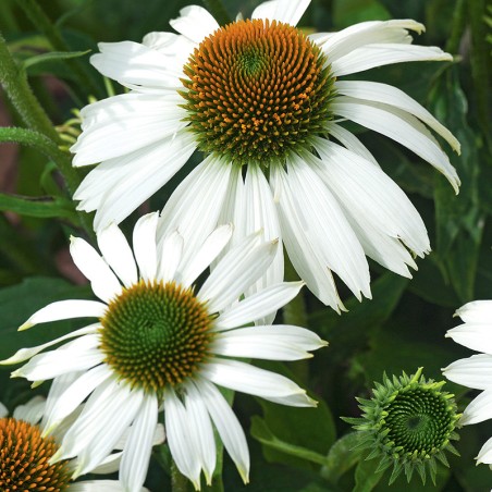 Jeżówka, Echinacea White Swan nasiona 0,5g