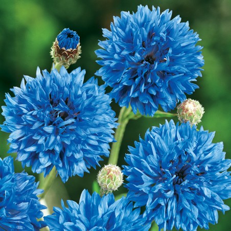 Chaber bławatek Blue Ball nasiona 1g