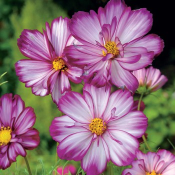 Kosmos Sensation Candy Stripe nasiona 1g