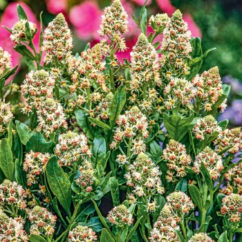 Rezeda wonna nasiona 1g