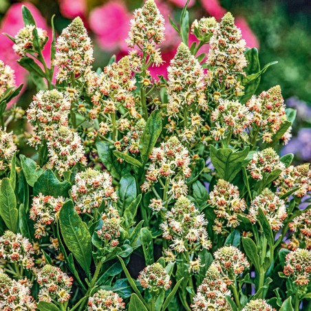 Rezeda wonna nasiona 1g