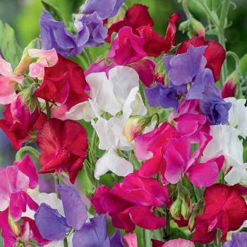 Groszek pachnący Spencer mieszanka nasiona 3g