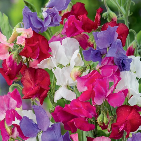 Groszek pachnący Spencer mieszanka nasiona 3g