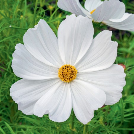 Kosmos Sensation Purity nasiona 1g